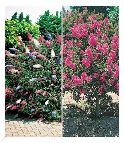 Blüten-Sträucher-Kollektion