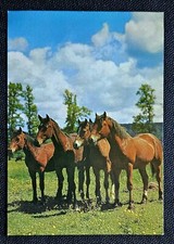 Pferdepostkarte, AK Pferde
