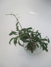 Hoya sp. PG-04 from Zambales (EPC-319) / große, buschige Pflanze