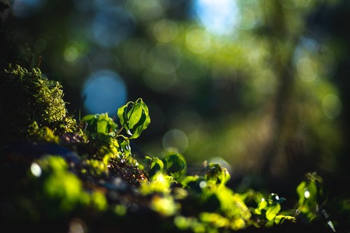 Sony fit 135mm 2 - e,
