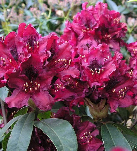 Großblumige rhododendron - großblumige,