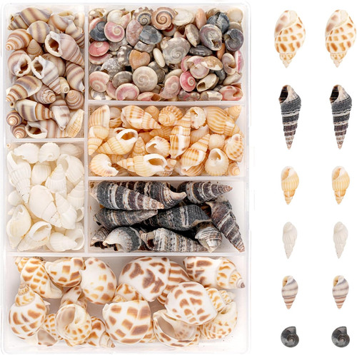 Naturmuscheln set 100 - naturmuscheln,