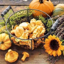 20 Servietten Herbst Chanterelles Pilze Kürbisse Sonnenblume Tischdeko 33x33cm