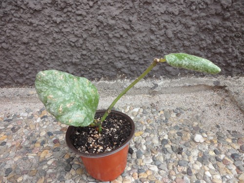 Hoya waymaniae cloudy - hoya, sky'