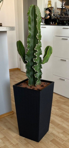 Schöner großer - schöner,,