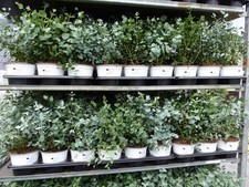 2 Stück Eucalyptus Gunni Gunnii Busch Kugel Eukalyptusbaum, Pflanze winterhart