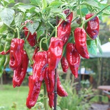 Füszerpaprika Füszer Csipös mittelscharfer Gewürzpaprika aus Ungarn für Pulver 