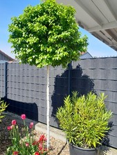 Betula pendula 'Magical Globe' ®, Kugelbirke 140cm, 80-90cm Stamm, Mini Maibaum