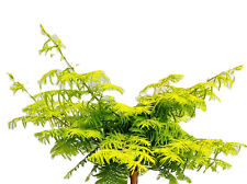 Urweltmammutbaum - Metasequoia