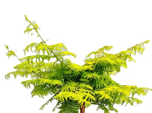 Urweltmammutbaum metasequoia - urweltmammutbaum,