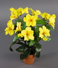 Hibiskus 40cm gelb - , topf