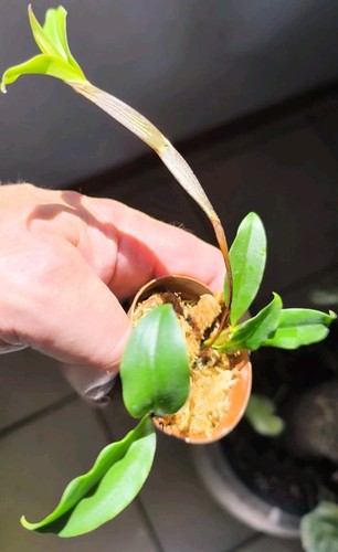 Dendrobium tetragonum