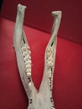 Unterkiefer Fossil Knochen Alt Sammeln Kellerfund Wikdschwein ?Zähne Museum 