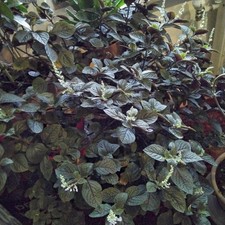 Buntnessel oder Kanonierblume oder ???.... 3 frische Steckling 