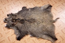 Schönes Wildschweinfell  Wild