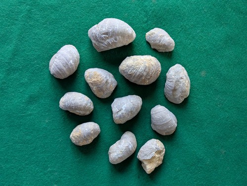 Versteinerte schnecken - schnecken, /