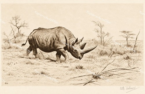 Wilhelm kuhnert nashorn - nashorn, rhino