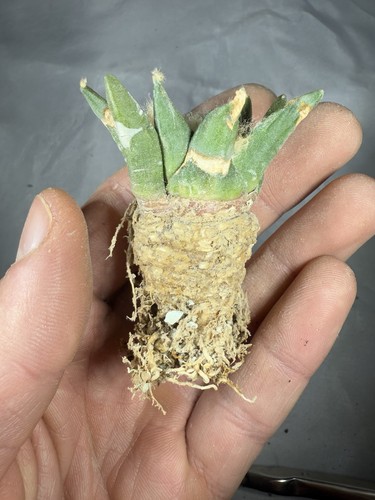Ariocarpus hybrid - ariocarpus,