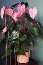 EP 1706H Philodendron pink