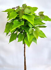 Kugel-Trompetenbaum Catalpa bignonioides 'Nana' Hochstamm 125 - 150 cm