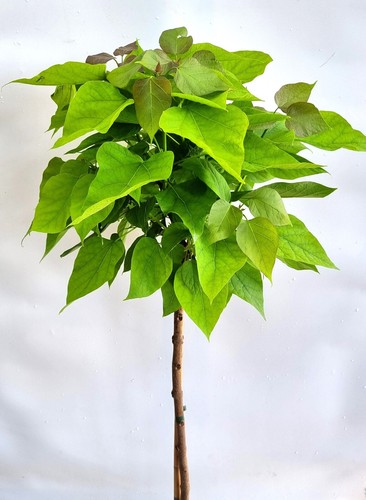 Kugel trompetenbaum catalpa - kugel-trompetenbaum,