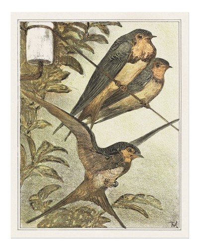 Vintage schwalbe vogel poster - vintage,