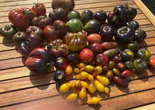 Tomatenpflanze antho tomaten - tomatenpflanze, antho-tomaten