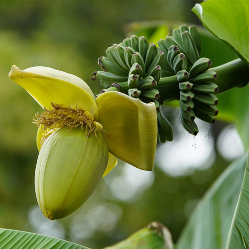 Bananenpflanze musa basjoo - bananenpflanze,