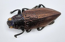 Buprestidae, Chrysodema sp