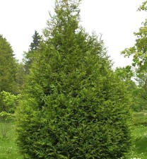 Riesen lebensbaum atrovirens - lebensbaum,