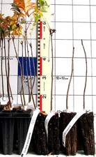 Sorbus aucuparia  -  heimische