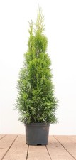 Thuja occidentalis 'Smaragd'
