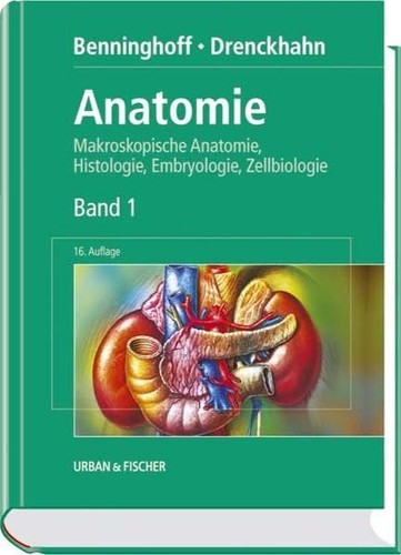 Anatomie makroskopische - anatomie.,