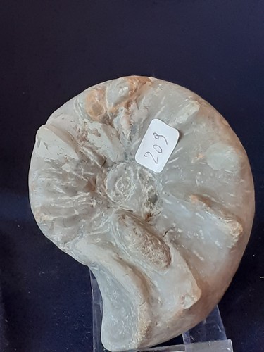 Ammonit ceratites - ammonit,