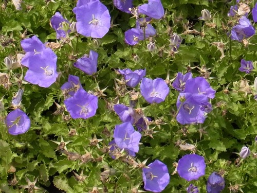 Staude niedrige glockenblume - niedrige,
