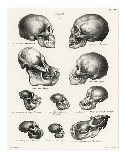 Vintage skull illustration - skull,