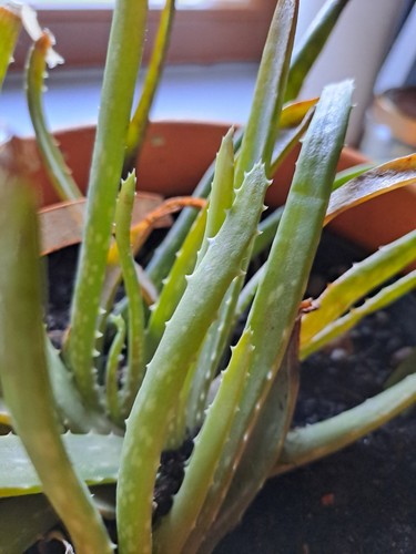 Echte aloe vera zimmerpflanze - aloe,