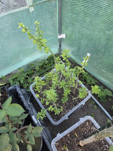 Pereskiopsis stecklinge kaktus - pereskiopsis,