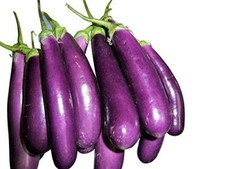 10 Samen der Riesen Aubergine -solanum melongena var. esculentum