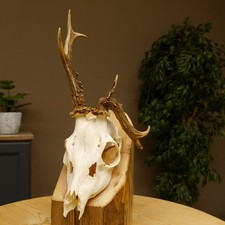 Rehgeweih abnormes Reh Geweih