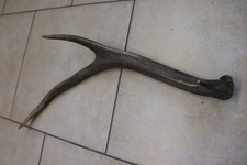 Abwurfstange Geweihstange Hirschhorn Hirschgeweih Geweih Horndekoration