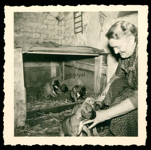 Frau mit boxer hunde welpen - frau,
