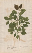 buckthorn Kreuzdorn Botanik