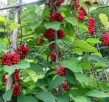 5x Chinese Magnolia Reben Trauben Garten Pflanzen - Samen A262