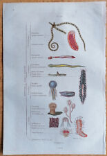 Quallen Seeigel - Originaldruck aus Guerin - 1834