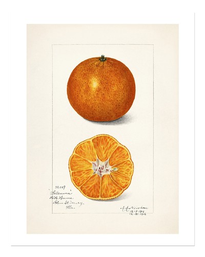 Vintage botanische orangen - vintage,