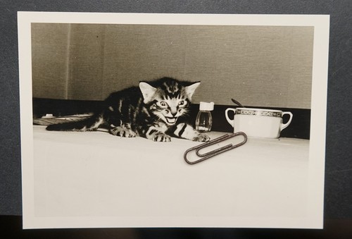 Foto portrait junge katze - foto,