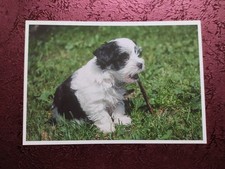Hundepostkarte ? SHIH TZU ? TIBET TERRIER ? AK HUND 