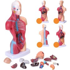 28cm Anatomie Körpermodell