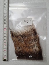 Damhirsch 4